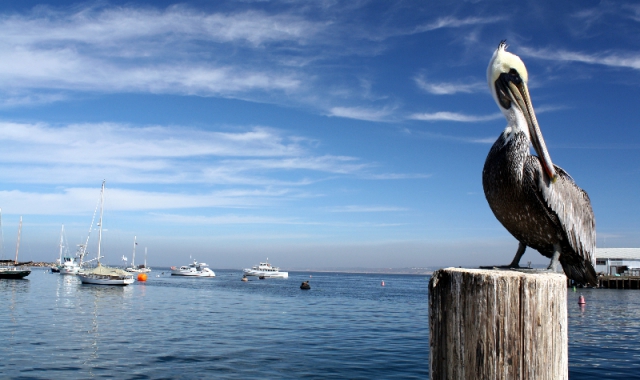 Pelikan in Monterey, CA